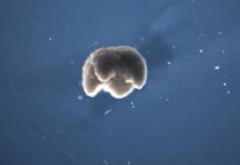 Evolution Algorithms? Scientists create first living machine made of 100% frog DNA